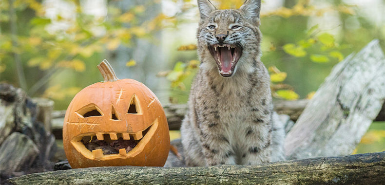 lancement des festivités d'Halloween au Parc Animalier de Sainte-Croix !